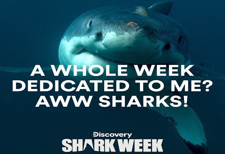Shark Week Celebration